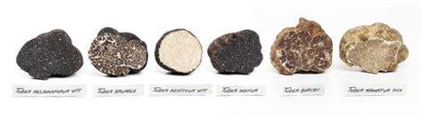 Lovely Truffle Types... Yum!