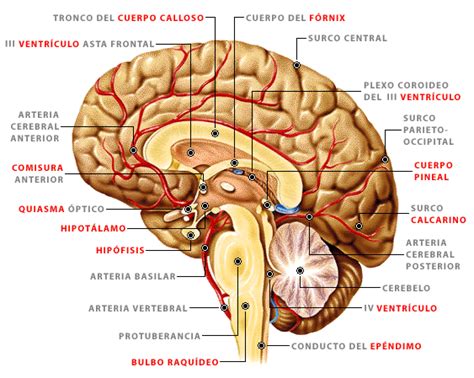 El Cerebro Humano