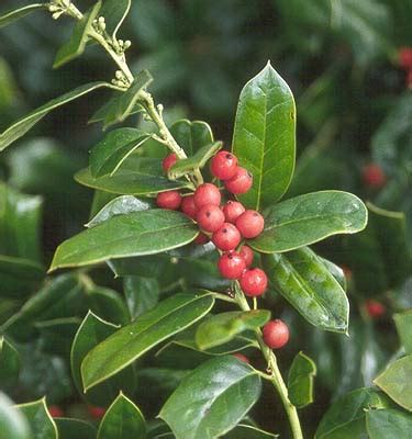 Ilex cornuta 'Burfordii' | Landscape Plants | Oregon State University