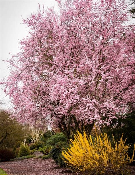 Purple Twist Plum - Watters Garden Center