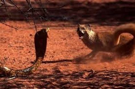 The Best Cobra vs Mongoose Fights HD - video Dailymotion