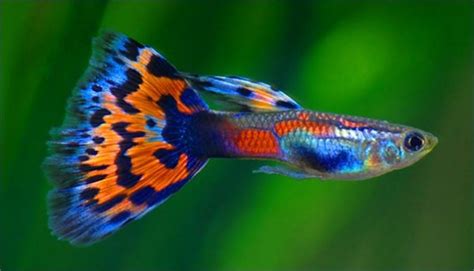 Assorted Guppies - Livebearers - Fish