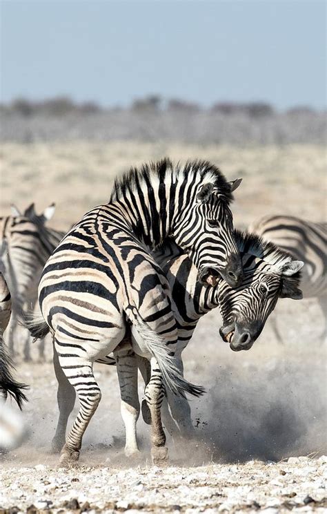 Burchell's Zebras Fighting Photograph by Tony Camacho/science Photo ...