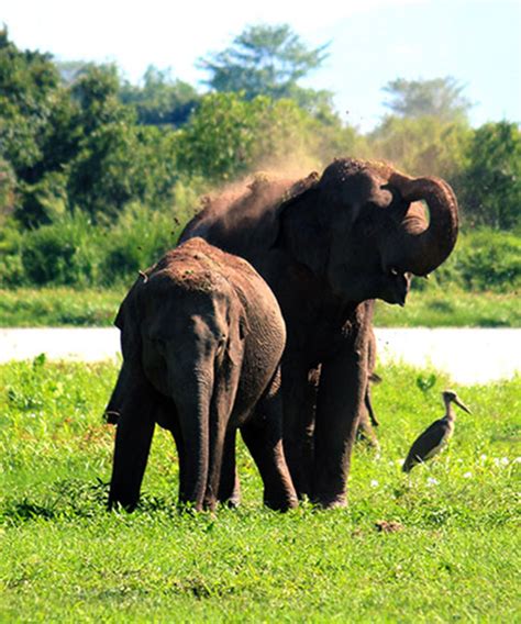 Wasgamuwa National Park | Wildlife Safari Holidays in Sri Lanka | Wildlife Safari Tours in ...