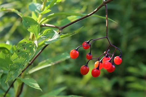 Poisonous Berries ~ A Forager’s Guide