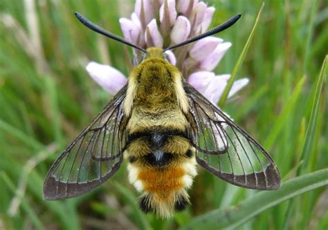 Narrow-bordered Bee Hawk-moth | Hawk moth, Butterfly conservation, Bee