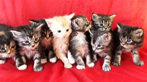 European Maine Coon | Maine Coon Kittens For Sale | San Diego