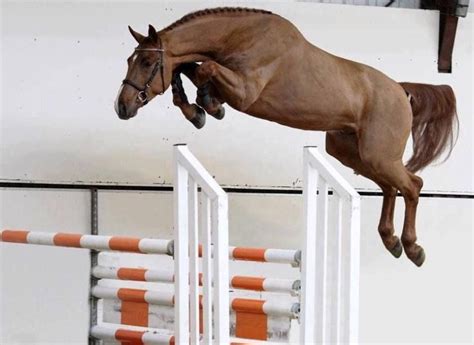 Free Jumping | Equestrian Amino