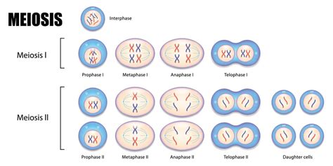 Mendel's Law Of Segregation: Definition, Explanation, Biology & Examples