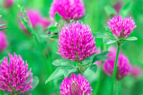 Red Clover Seed 5 Pounds Great From Food Plot Cover Crop - Etsy UK