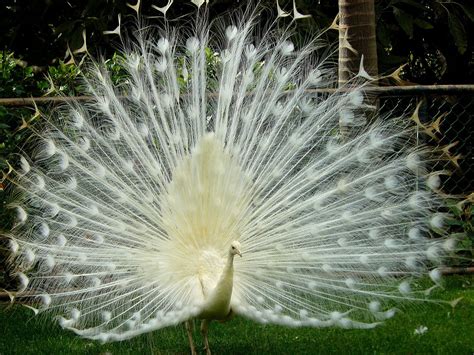 Leucistic Peacock | Peafowl, Animals, Peacock