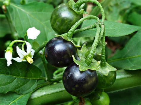 Solanaceae : Solanum ptycanthum - Eastern Black Nightshade berries - a ...