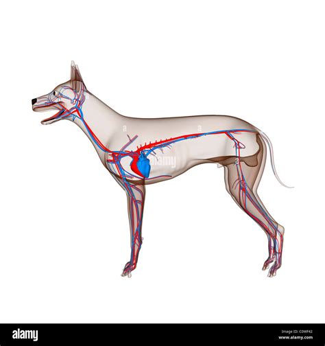 Dog Heart Anatomy