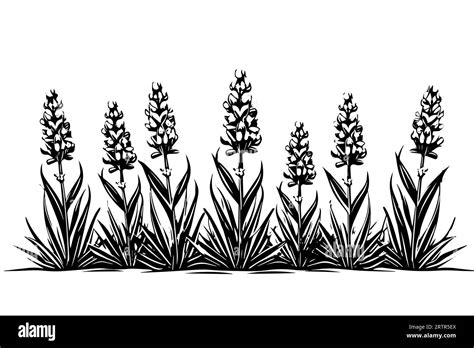 Floral botanical lavender flower hand drawn ink sketch. Vector ...