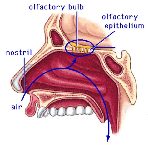 What is the olfactory bulb? | Socratic