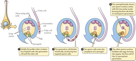 Double fertilization in Angiosperms - Info Pendidikan dan Biologi