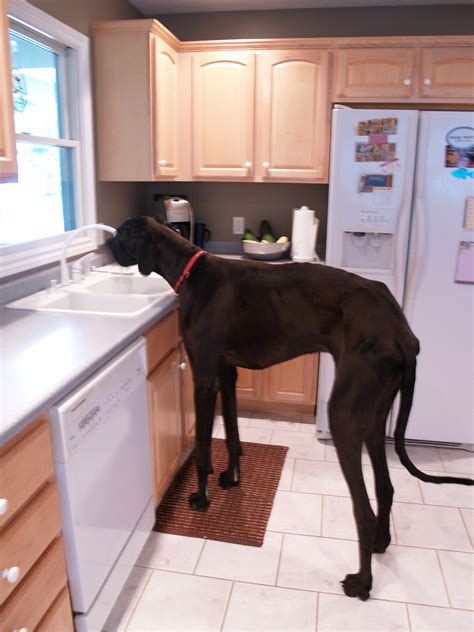 World's tallest dog, Zeus, dies at 5 | The Spokesman-Review