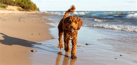 Labradoodle Temperament - Are They More Poodle, Lab, Or Magic Mix?