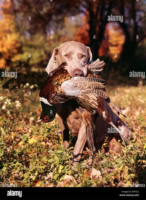 WEIMARANER HUNTING DOG RETRIEVING RING NECK PHEASANT Stock Photo - Alamy