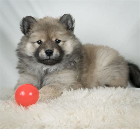 Eurasier Puppies | Flickr