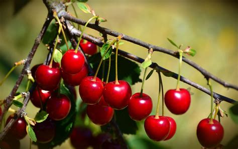 Ways to Protect Cherry Trees From Birds | Bird Control Tips