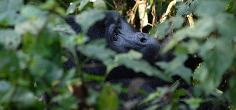 Rwanda Gorilla Trekking Permits | Rwanda Gorilla Trekking Safaris