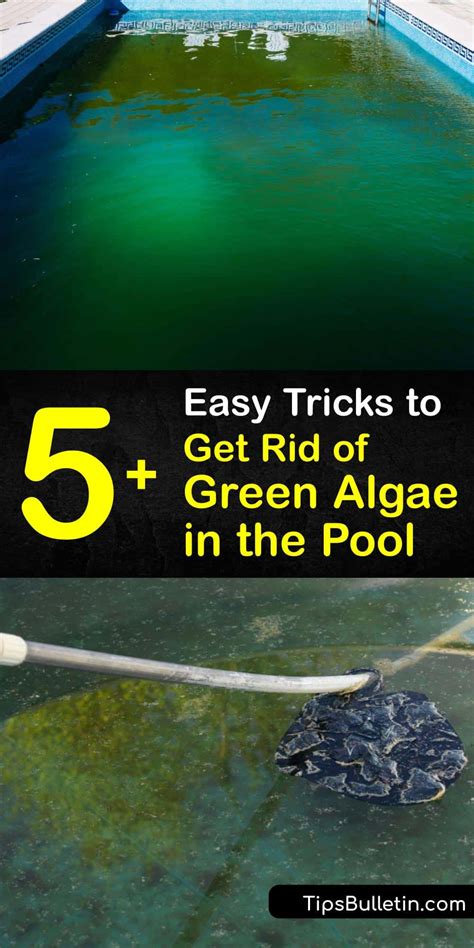 Cleaning Green Pool Algae - Fast Ways to Remove Green Algae