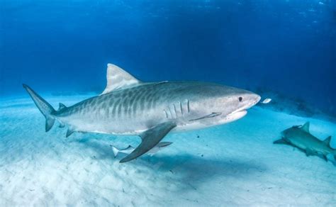 Great White Shark vs Tiger Shark - American Oceans