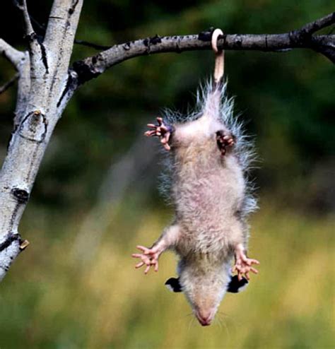 Opossum | Animal Wildlife