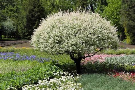 Salix integra 'Hakuro-Nishiki' (Dappled Willow)