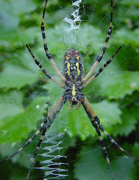 Black-and-yellow Argiope | Audubon