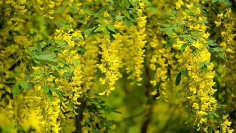 SUNDAY MUSING: Under a Laburnum Tree