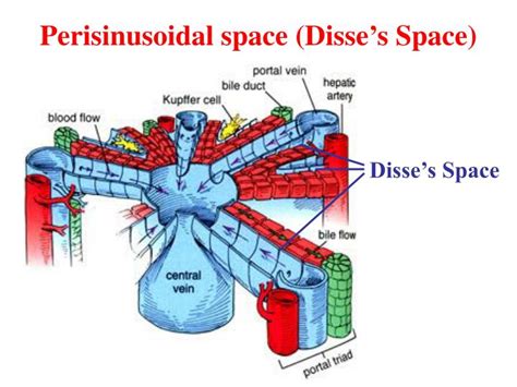 PPT - Digestive System Digestive Glands PowerPoint Presentation - ID:3659226