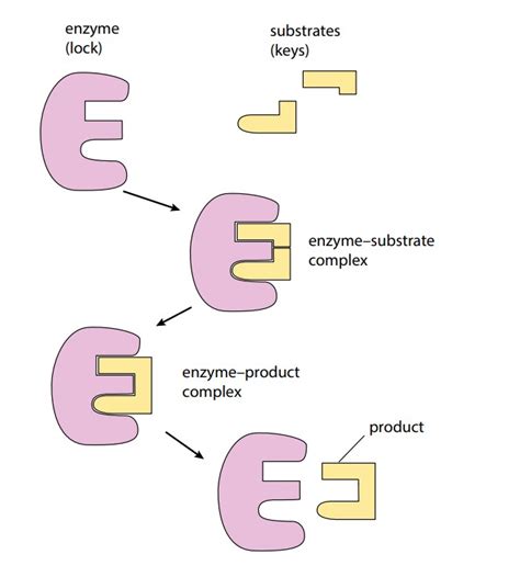 Enzymes And Substrates Examples