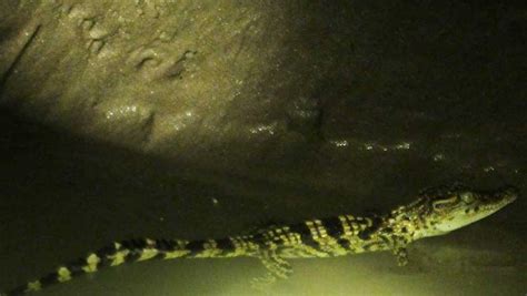 Siamese crocodile breeding programme in pipeline - Cambodia News Watch