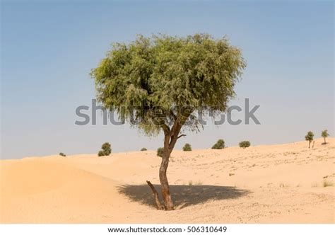 Ghaf Tree Desert Landscape Blue Sky Stock Photo (Edit Now) 506310649