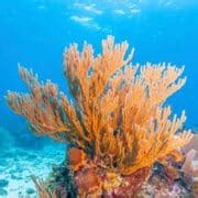 Crown-Tipped Coral: Identification, Foraging, and Cooking Guide - Mushroom Appreciation