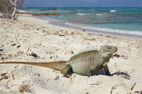 A Turks and Caicos rock iguana (Cyclura carinata), on Little Water Cay ...