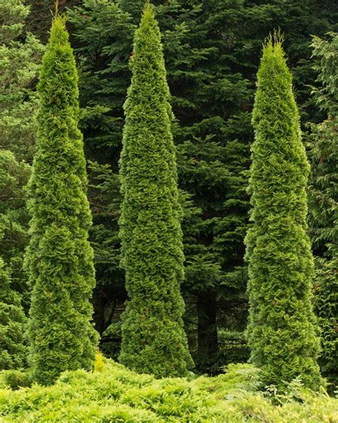 The 25+ best Arborvitae tree ideas on Pinterest | Arborvitae varieties ...