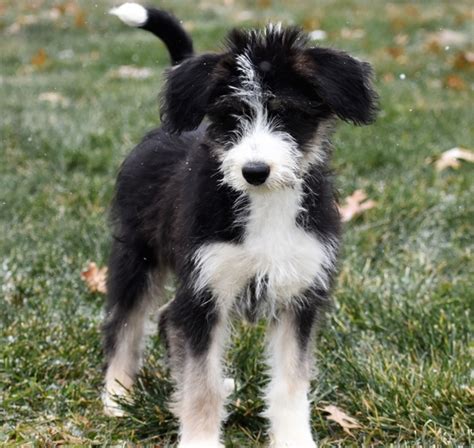 Dalia, a Black & White Female Siberpoo Puppy 620565 | PuppySpot