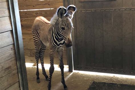 Introducing Our New Baby Zebra - Zoo Guide