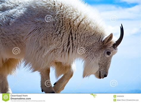 Mountain Goat stock image. Image of standing, rocky, mountains - 34325929