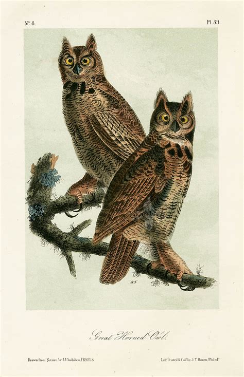 Audubon Bird Prints from Birds of America, 1st octavo edition 1840-1844