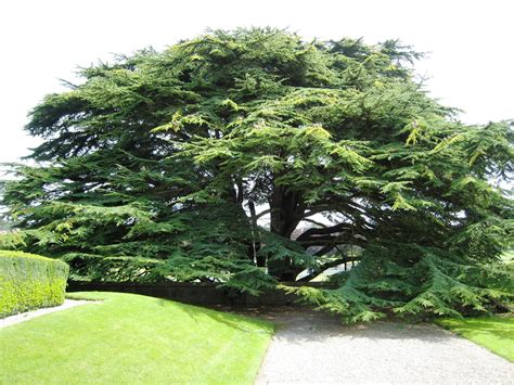 Cedar of Lebanon Tree Seeds–15 Count-One of the most majestic and ...