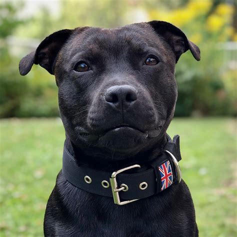 Staffordshire Bull Terrier Nylon Collar #sbt1935nyloncollar ...