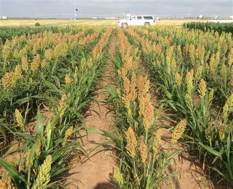 Water use, drought-tolerant hybrids still key to dryland crop production