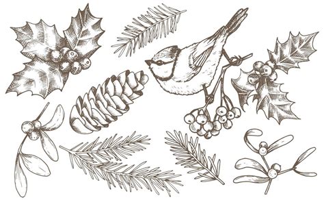 vector drawing. set of christmas elements, vintage style illustration, sketch, graphic. spruce ...