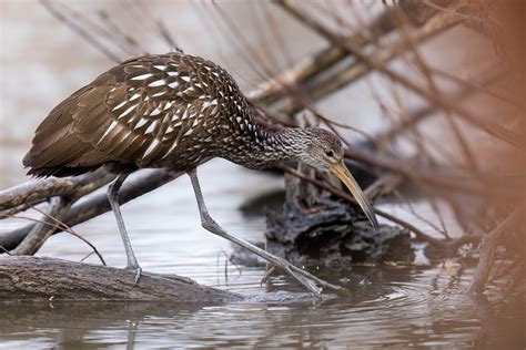 Limpkin 3 of 4 | Great Bird Pics