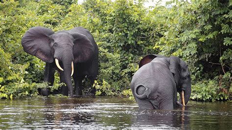 Study uncovers a heightened threat to African forest elephants | Around the O