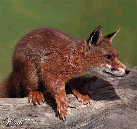 Fox-squirrel hybrid | crossbeed animals | Pinterest